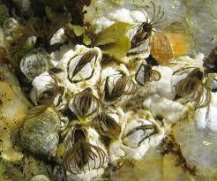 Barnacles are also crustaceans Sessile No abdominal segment Do not use
