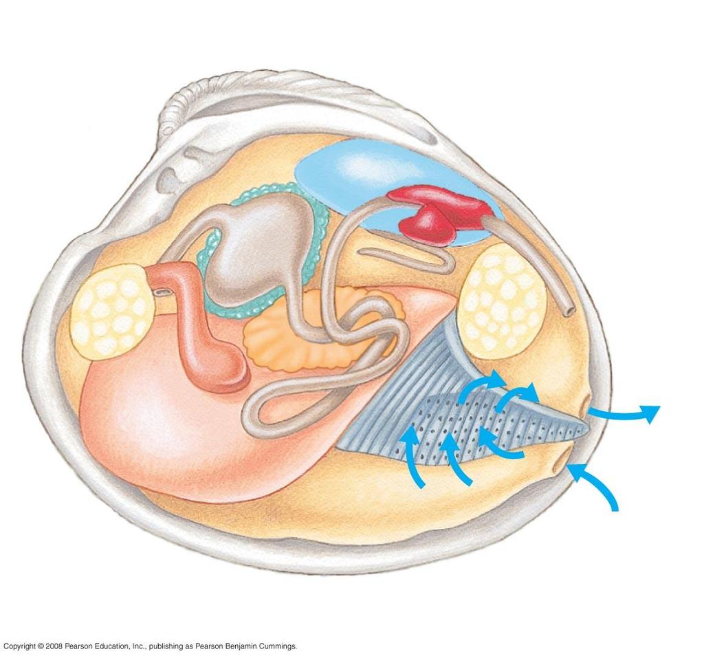 Fig. 33-20 Digestive gland Mouth Mantle Hinge area Gut Coelom Heart Adductor muscle