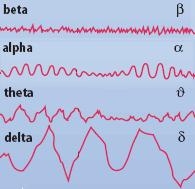 The waves of the EEG gamma > 30 Hz beta: 13-30 Hz Mental activity: +