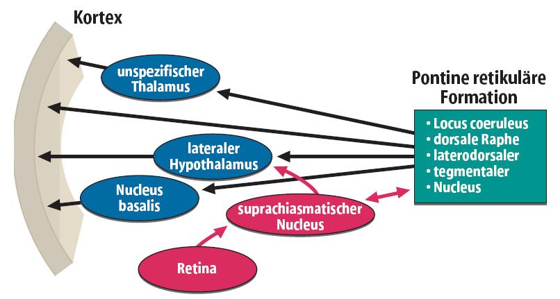 The suprachiasmatic nucleus, or internal pacemaker, is responsible for regulating the body's biological rhythms.