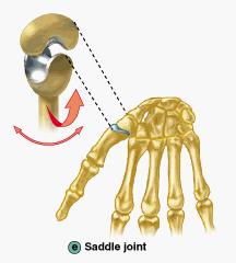 Neck turning (1 st and 2 nd cervical vertebrae) Rotation Biaxial Joints-Saddle Permit movement around two perpendicular axes