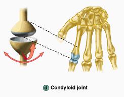 Biaxial Joints-Condyloid Permit movement around two perpendicular axes in 2 perpendicular planes. Condyloid (ellipsoidal) joints a condyle fits into an elliptical socket.