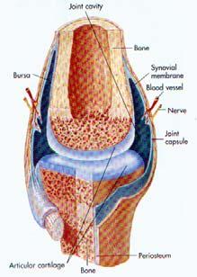 Structure of the Synovial (Diarthroses) Joint: Elbow, Knee, Shoulder, Hip, etc Joint capsule sleeve like extension of the periosteum forms a covering around the ends of the