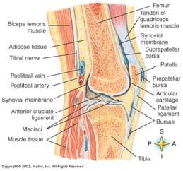 Structure of the Synovial (Diarthroses) Joint: Elbow, Knee, Shoulder, Hip, etc Ligaments helps hold the articular