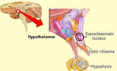 Suprachiasmatic Nucleus (SCN) Situated in the hypothalamus immediately above the optic chiasm, the SCN generates a