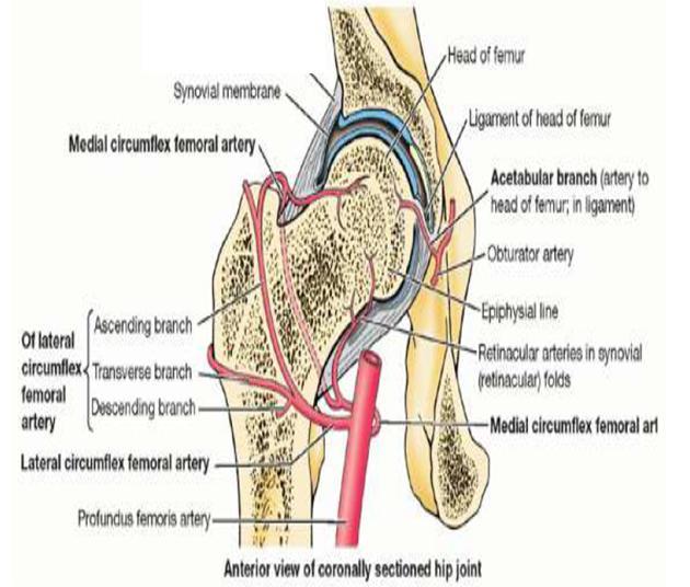 1-Medial and lateral circumflex femoral arteries The main