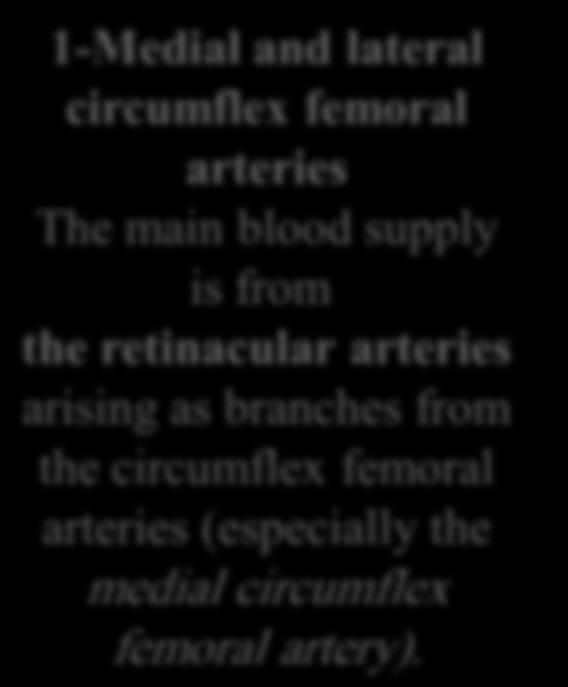 branches from the circumflex femoral arteries (especially