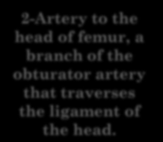 Blood supply of the head of the femur 2-Artery to the head