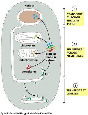 mitochondria endosymbiosis