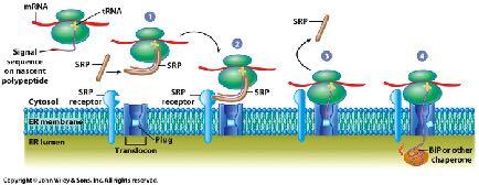 biosynthesis in RER bound ribosomes bind to ER as needed SRP (signal recognition particle) binds to SRP receptor translocon biosynthesis in RER translocon SRP interacts with a SRP receptor ribosome