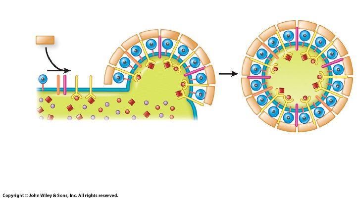 Reviews Molecular Cell Biology 10, 360-364 (May 2009) vesicle shuttles vesicle shuttles (2) budding
