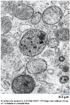 clathrin-coated vesicles lysosomes digestive organelles contain acid hydrolases