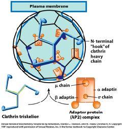vesicle Hsc70 uses ATP and frees clathrin coat