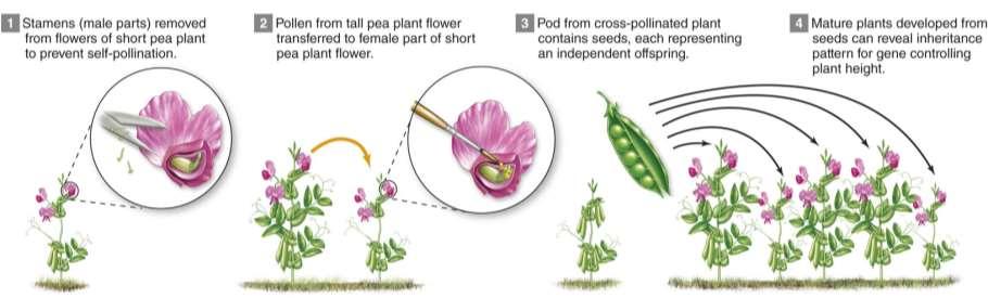 Mendel Uncovered Basic Laws of Inheritance Hand-pollinating plants