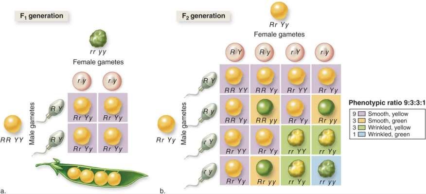 Dihybrid Crosses Track the Inheritance of Two Genes at Once Two genes on different