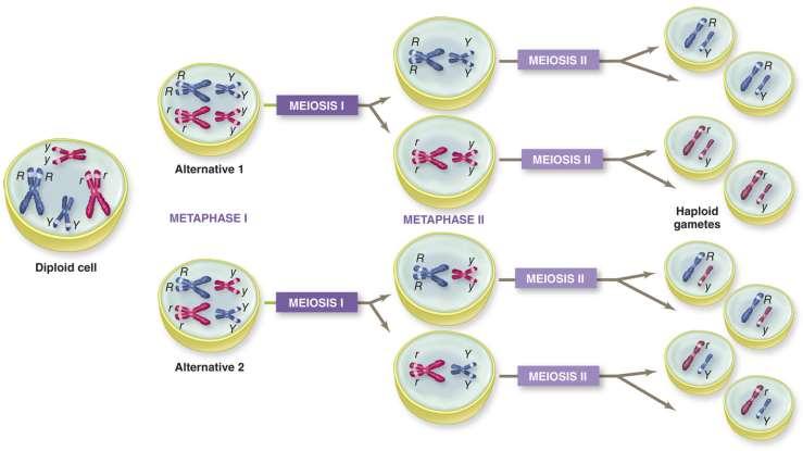 Alleles Separate During Meiosis Based on dihybrid crosses, Mendel proposed the law of independent assortment, which states that