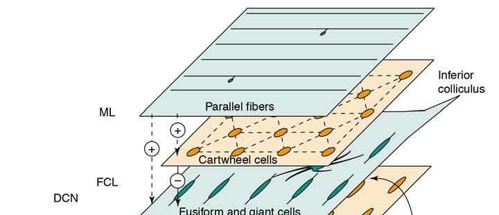 Interacting tonotopic arrays Each principal cell is activated by a small