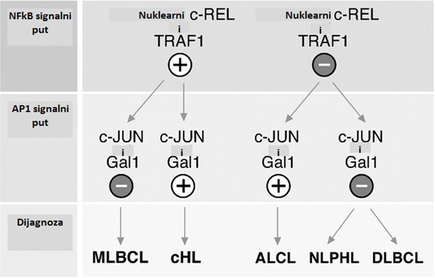 Uvod receptora programirane ćelijske smrti (PD-1) ali i B7- H1 membranskog proteina, ĉlana familije B7, koja inhibiše funkciju T limfocita kroz (PD- 1). Eksprimiran je takoċe u ALCL i HL [53].