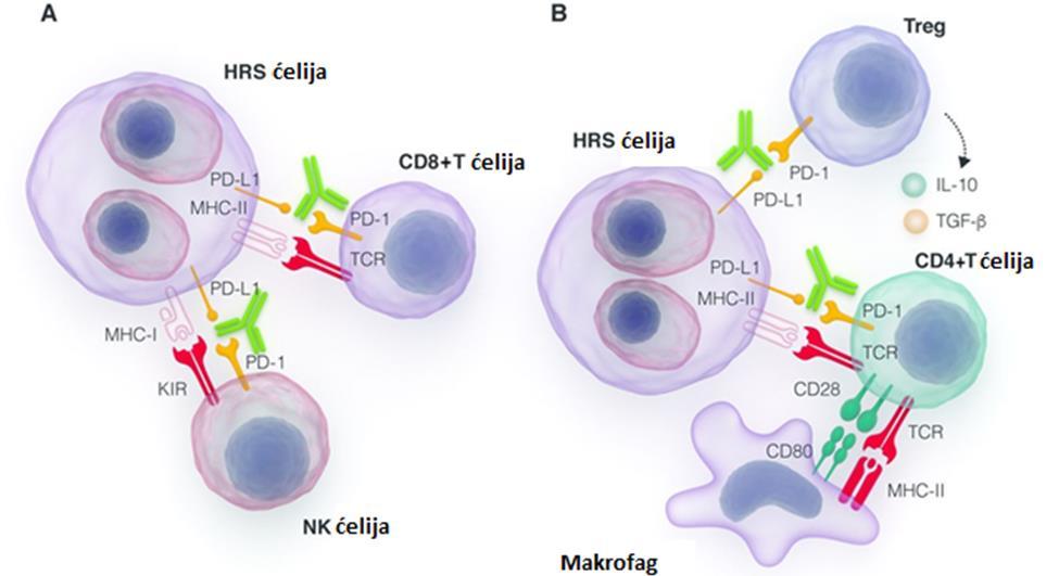 Uvod Slika 4. Model antitumorskog imunog odgovora u okviru imunoloških kontrolnih taĉaka Posebno se istiĉe uloga makrofaga u neadekvatnom antitumorskom imunom odgovoru bolesnika chl.