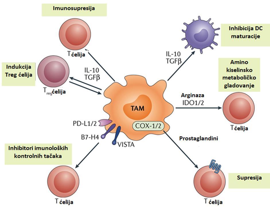 Uvod COX-2,koje stvaraju TAM imaju imunosupresivnu ulogu naroĉito na T ćelije.