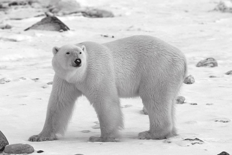 14 7 Fig. 7.1 shows a photograph of Ursus maritimus (polar bear). Fig. 7.1 (a) Polar bears live in and around the Arctic Circle, surviving in extremely cold conditions.