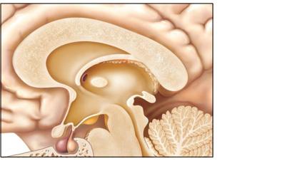 Neurohypophysis (posterior) The Pituitary Gland Corpus callosum Thalamus Pineal Hypothalamus Mammillary body Brain stem (a) (b)