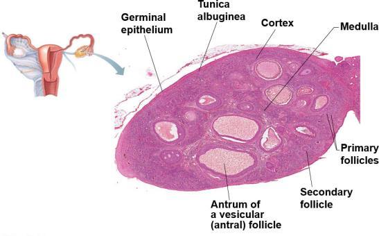 Ovaries Each ovary is held in place by several ligaments Two poorly defined regions Outer cortex: houses forming gametes Inner medulla: contains large blood vessels and nerves Ovarian follicles: