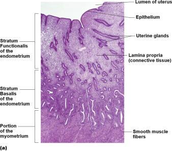 The Uterus Hollow, thick-walled, muscular organ Function is to receive, retain, and nourish fertilized ovum Regions of uterus Body: major portion Fundus: rounded superior region Isthmus: narrowed