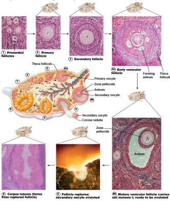 Ovarian Cycle: Development and Fate of Ovarian Granulosa cells Follicles Follicular cells Stages of Follicle Development Secondary follicle becomes vesicular follicle Connective tissue and granulosa