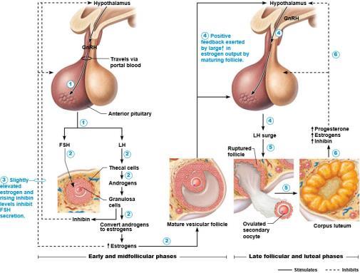Regulation of the Ovarian Cycle Hormonal Regulation of Ovarian Cycle Negative feedback inhibits gonadotropin release Increasing levels of plasma estrogen levels exert negative feedback inhibition on