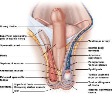 Testis, Scrotum and Spermatic Cord Spermatic cord encloses nerve fibers, blood vessels, and lymphatics that supply testes The
