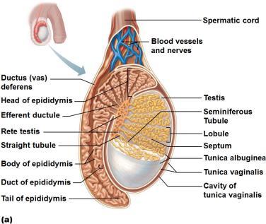 like cells that may squeeze sperm and testicular fluids out of testes Structure of the Testis Sperm is conveyed from