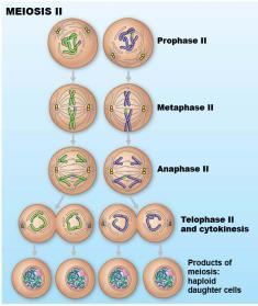 Homologous Chromosomes in Meiosis Supporting