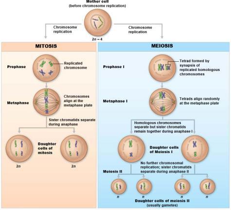 Random alignment of homologous pairs in meiosis I