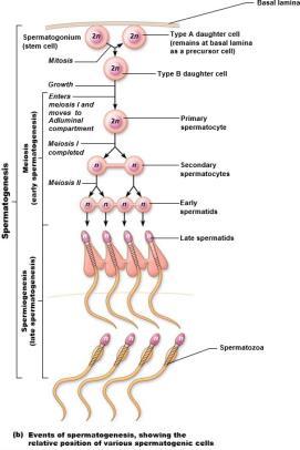 Spermatogenesis Reminder: most body cells have 46 chromosomes: Two sets (23 pairs) of