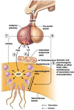 Spermatogenesis: Summary of Events in the Seminiferous Tubules Role of sustentocytes (also called Sertoli cells) Extend through wall of tubule and surround developing cells Provide nutrients and