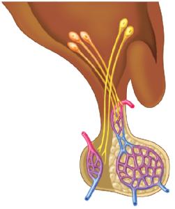 Figure P6.1 The hypothalamus produces two hormones, ADH and oxytocin, which are stored and secreted by the posterior pituitary gland.