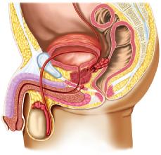 (ovaries) cervix oviducts vagina uterus vulva Selected secondary sex characteristics (with wide variations among individuals and ethnic groups) facial hair body hair deeper voice, broader shoulders,