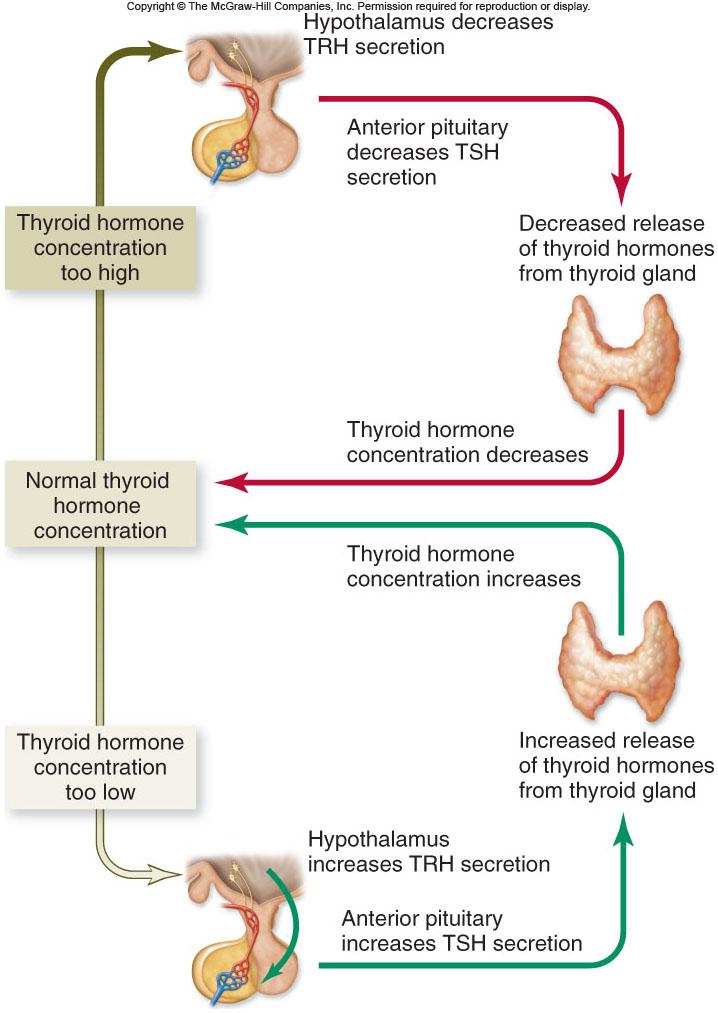The thyroid s