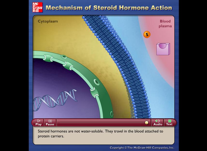 The way steroid hormones work http://www.valdosta.