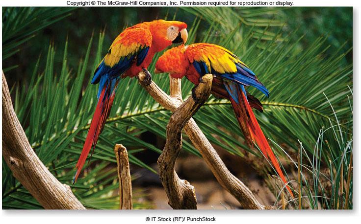 Endotherms and ectotherms in varied habitats Parrots