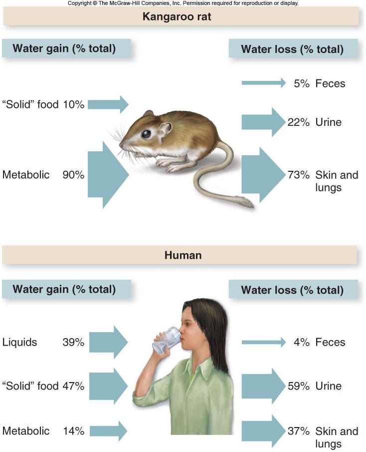 Kangaroo rats derive most of their water from cellular respiration.