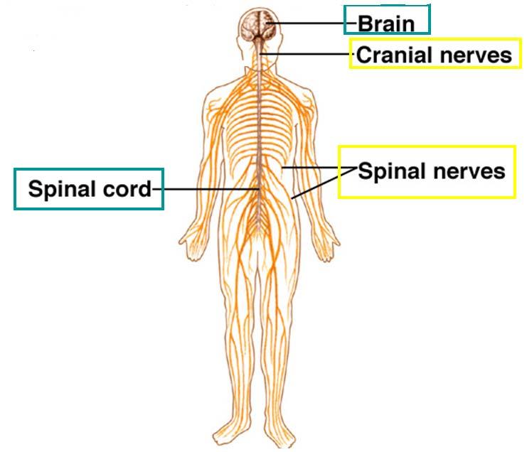 29.4 35.3 Divisions Central and of Peripheral the Nervous Nervous SystemSystems The nervous system s two parts work together.