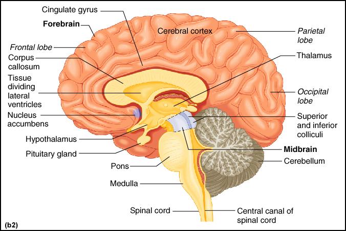 Page 4 Neuroscience and the Divisions of the Brain Hindbrain Medulla Heart rate, blood pressure, respiration Pons Regulates sleep stages Cerebellum Involved in physical coordination Midbrain