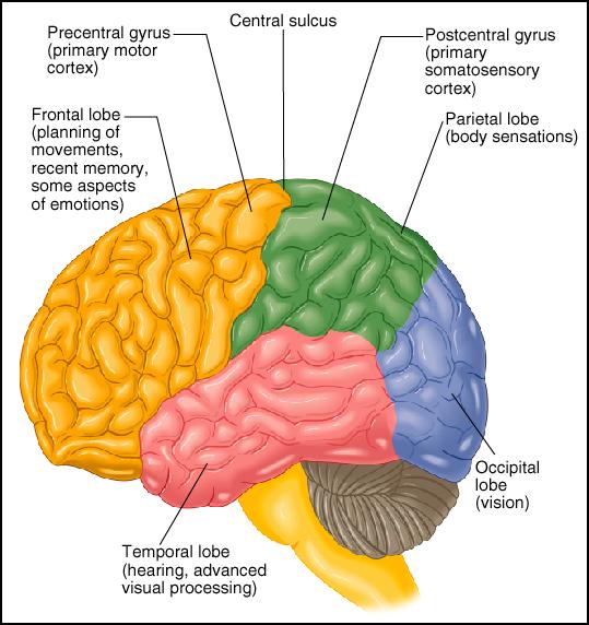 Page 5 Neuroscience and the Brain Structure (cont.