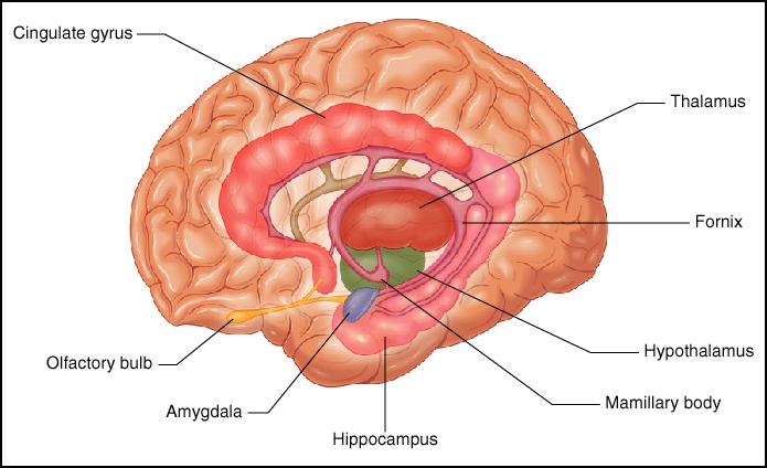 6c The limbic system Neuroscience and the Brain