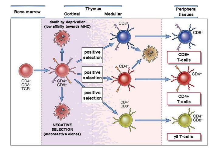 The adaptive immunity T-cell maturation and selection The name T-cells was