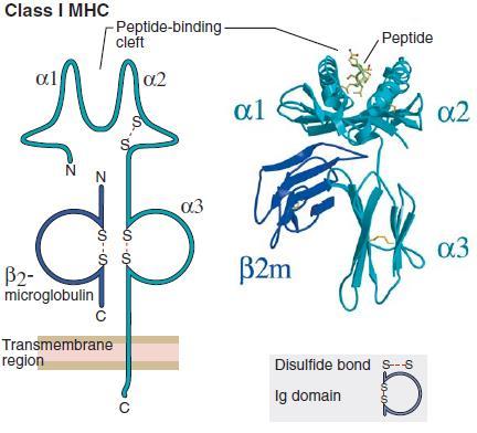 The adaptive immunity MHC-I Each MHC-I molecule: Is made of an a chain (44-47kD) transcribed from HLA class-i genes and the b2-microglobulin (12kD). Has polymorphic regions in a1 and a2 domains.