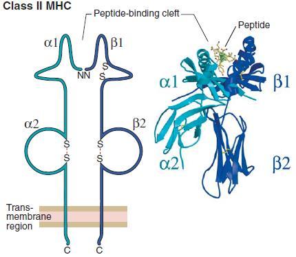The adaptive immunity MHC-II Each MHC-II molecule: Is made of an a chain (32-34kD) and a b chain (29-32kD). Both a and b chains are transcribed from HLA class-ii genes.