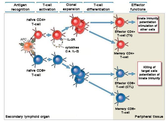 The adaptive immunity T-cell expansion and differentiation Clonal expansion ensures the generation of a high number of effector T- cells from